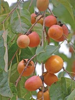 خرمندی